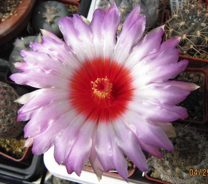 Thelocactus schwarzii flower